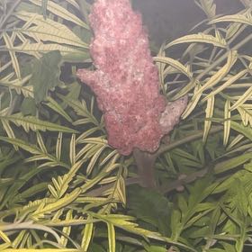 Photo of the plant species Staghorn Sumac by @ImmenseSapote61 named da Vinci on Greg, the plant care app