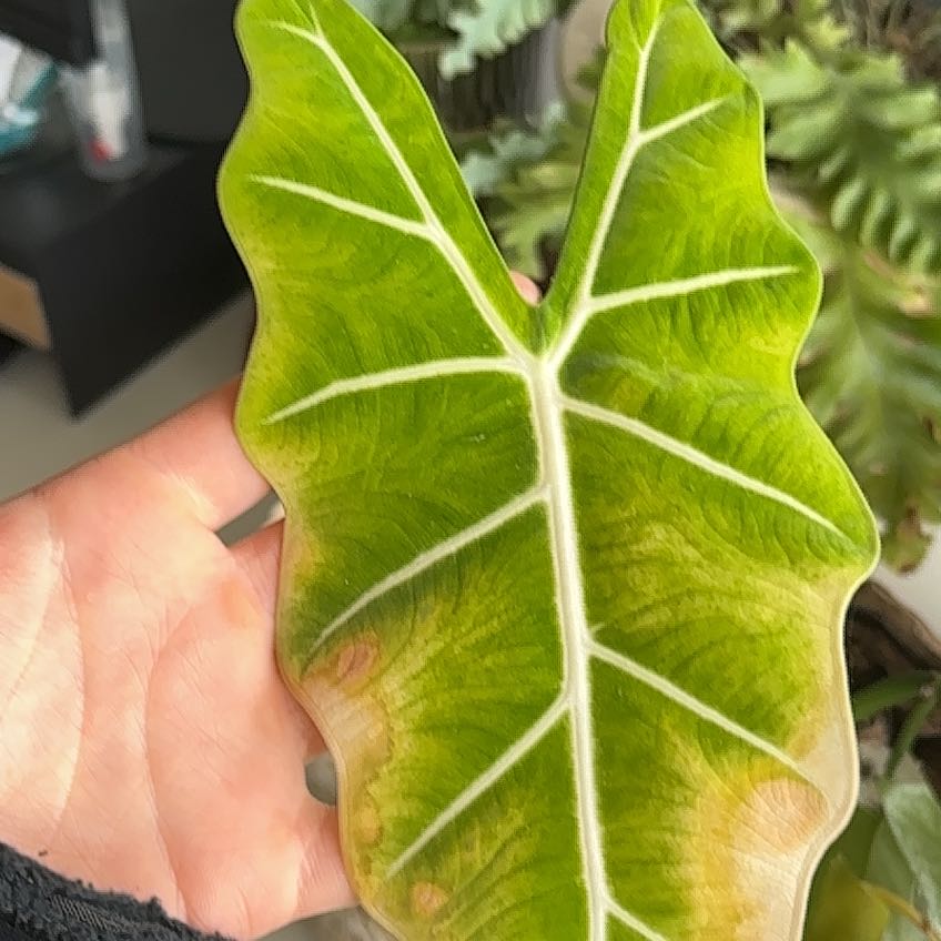 Photo of the plant species Alocasia Frydek by @ZingyWormseed17 named Kendall on Greg, the plant care app