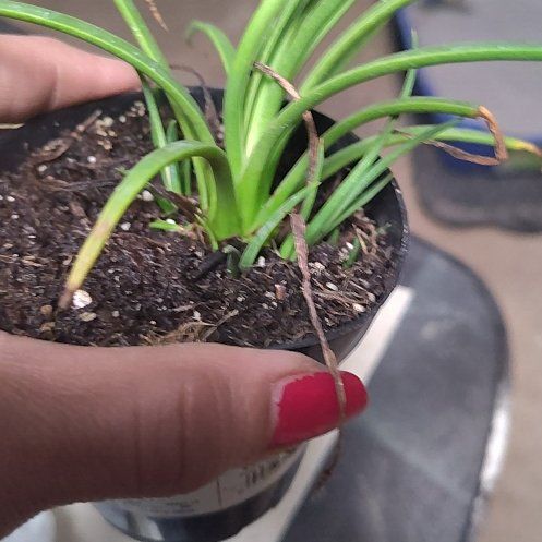 Photo of the plant species Twin Flower Agave by @PunchyHarebell named Planty on Greg, the plant care app