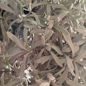 Photo of the plant species Crossostephium chinense by @DoughtyCacto71 named Oscar on Greg, the plant care app