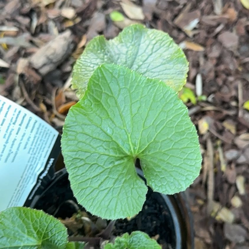 Photo of the plant species Wasabi by @FamousBorage85 named Messi on Greg, the plant care app