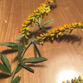 Photo of the plant species Sweetclover by @FitLemon76 named Forrest on Greg, the plant care app