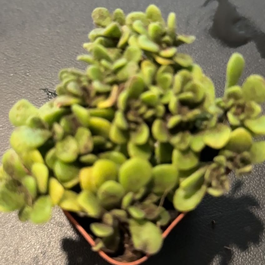 Photo of the plant species Common Liverwort by @SupernalDyebush named Austen on Greg, the plant care app