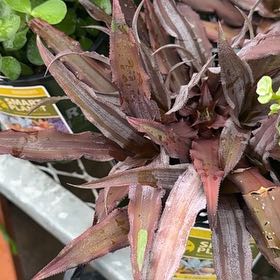 Photo of the plant species Rosa 'Creme Brulee' by @PetDamiana19 named Emerson on Greg, the plant care app