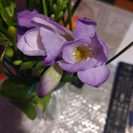 Photo of the plant species Bengal Clockvine by @WinClubmoss28 named McKinley on Greg, the plant care app