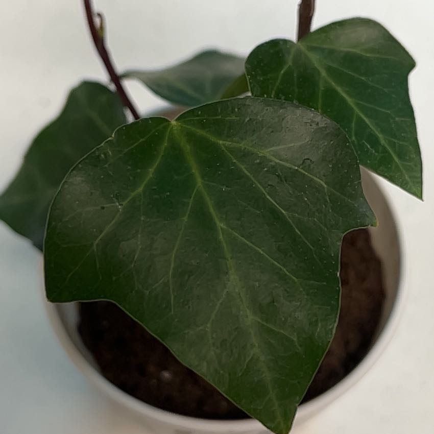 Photo of the plant species Heart Leaf by @MaestroPomelo named Ashlee on Greg, the plant care app