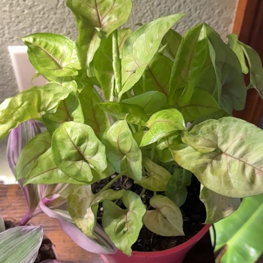 Photo of the plant species Arrowhead Plant by @YeahChichipe73 named Girlfrond on Greg, the plant care app