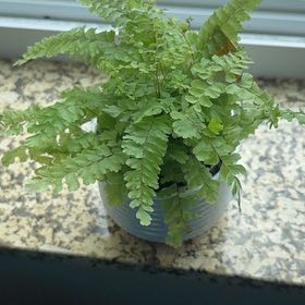 Photo of the plant species Bronze Venus Maidenhair Fern by @SkilledClusia33 named Doja Cat on Greg, the plant care app