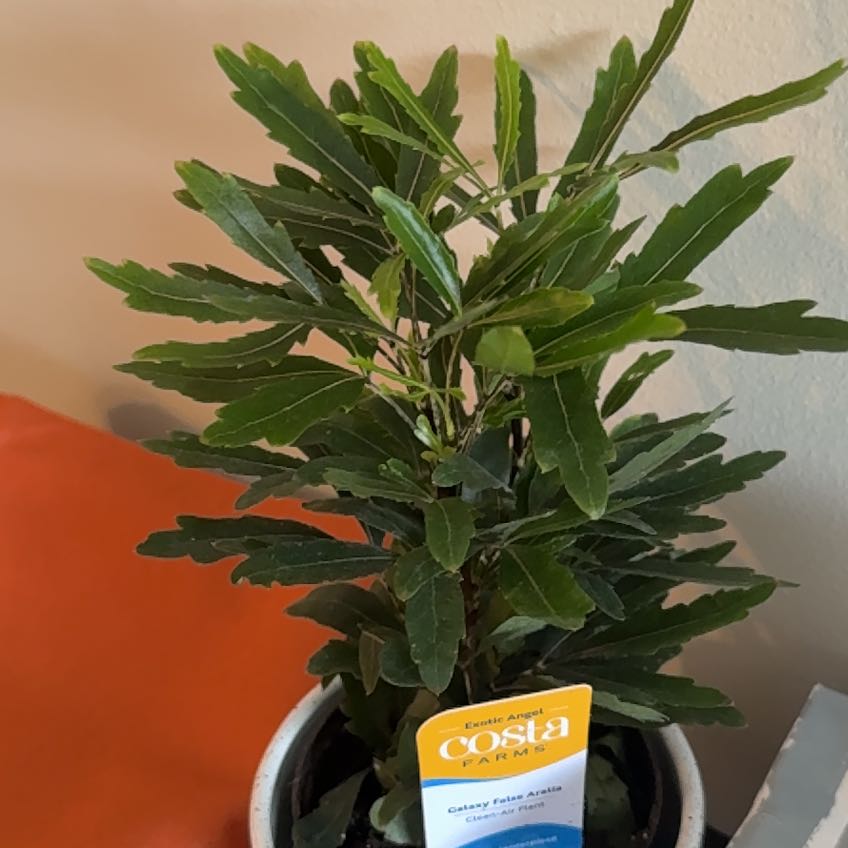 Photo of the plant species False Aralia by @SkilledClusia33 named Aria on Greg, the plant care app