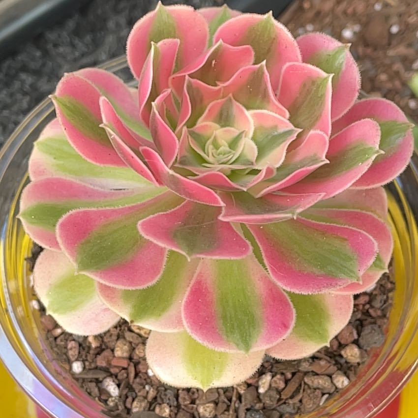 Photo of the plant species Aeonium 'Pink Witch' by @PrimeGinseng71 named Mando on Greg, the plant care app
