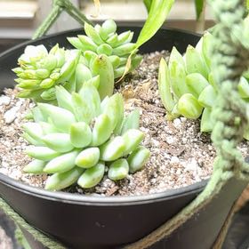 Photo of the plant species SEDEVERIA PERIDOT P by @TrueTearose27 named Demi on Greg, the plant care app