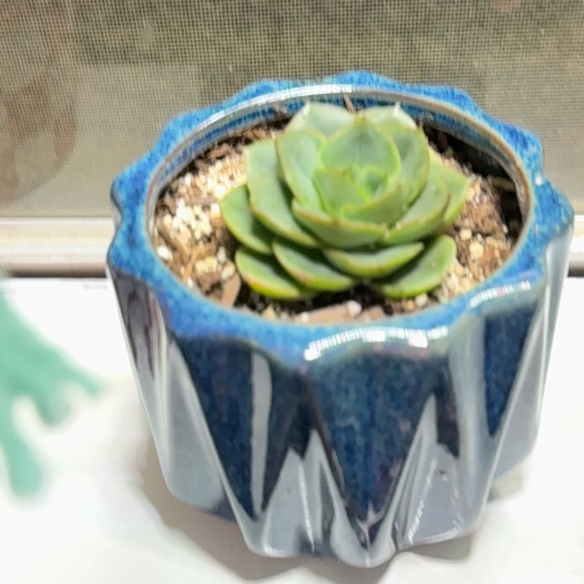 Photo of the plant species Echeveria x imbricata by @TrueTearose27 named da Vinci on Greg, the plant care app