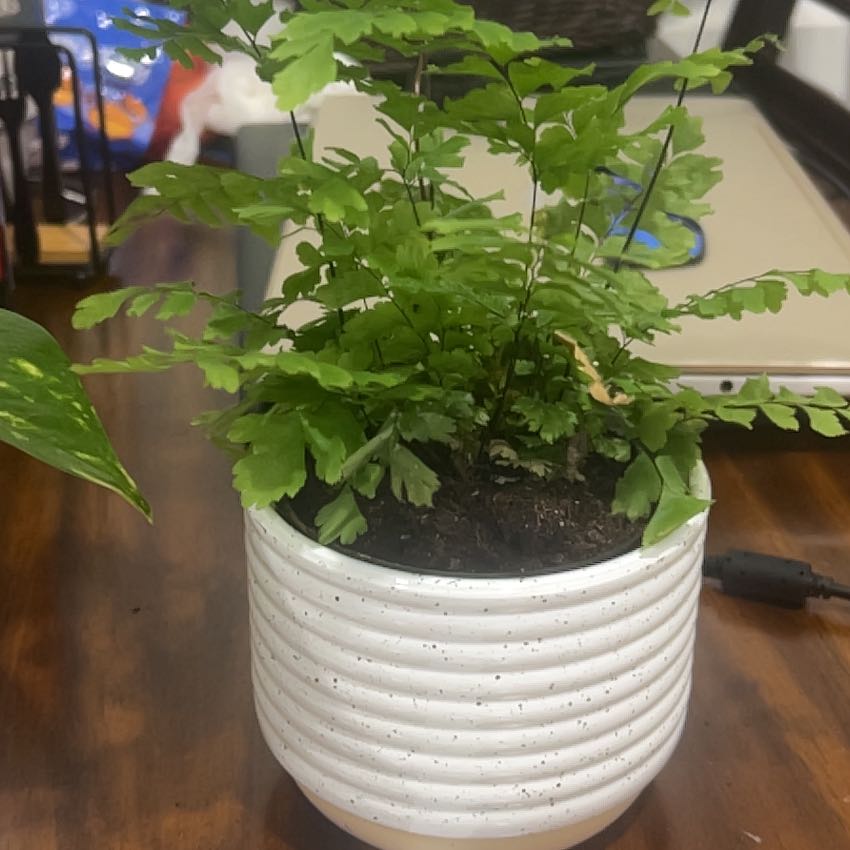 Photo of the plant species Cunningham's Maidenhair Fern by @FullMaylily80 named lulu on Greg, the plant care app