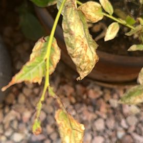 Photo of the plant species Early Lowbush Blueberry by @ShrewdCoconut95 named Bigleef Smalls on Greg, the plant care app