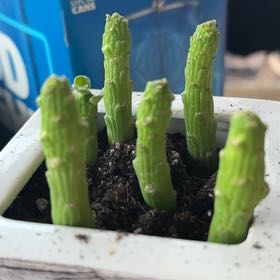 Photo of the plant species Monadenium ellenbeckii by @FabWhitesage32 named Pito on Greg, the plant care app