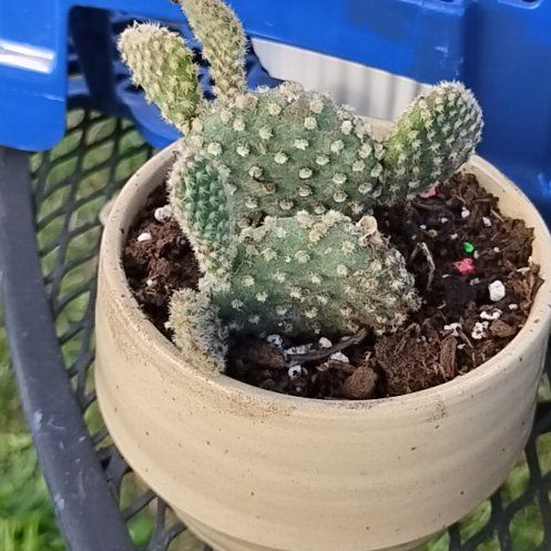 Photo of the plant species Bunny Ears Cactus 'Honey Mike' by @BT1 named Fuzz on Greg, the plant care app