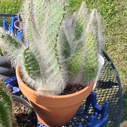 Photo of the plant species Snow White by @BT1 named Rhyanna on Greg, the plant care app