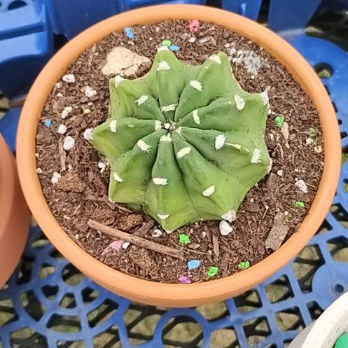 Photo of the plant species Echinopsis subdenudatum 'Dominos' by @BT1 named Dom on Greg, the plant care app