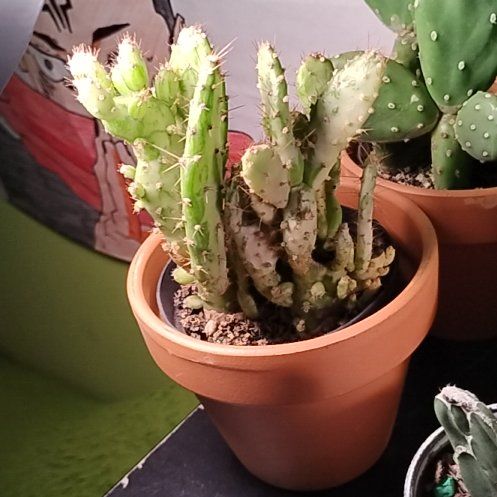 Photo of the plant species Variegated Cactus by @BT1 named Forrest on Greg, the plant care app