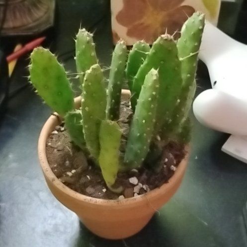 Photo of the plant species Opuntia 'Maverick' by @BT1 named Spike Leaves on Greg, the plant care app