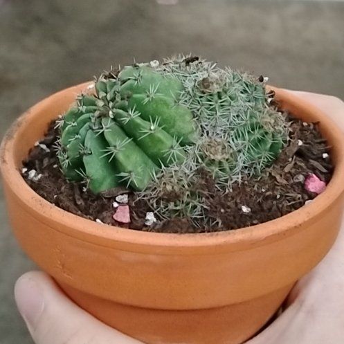 Photo of the plant species Easter Lily Cactus by @BT1 named Bundle on Greg, the plant care app