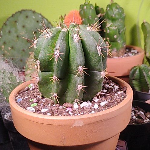 Photo of the plant species Assorted Melocactus by @BT1 named Krakoa on Greg, the plant care app