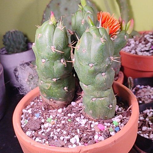 Photo of the plant species Opuntia Gumby by @BT1 named Austocylindropuntia subulata on Greg, the plant care app