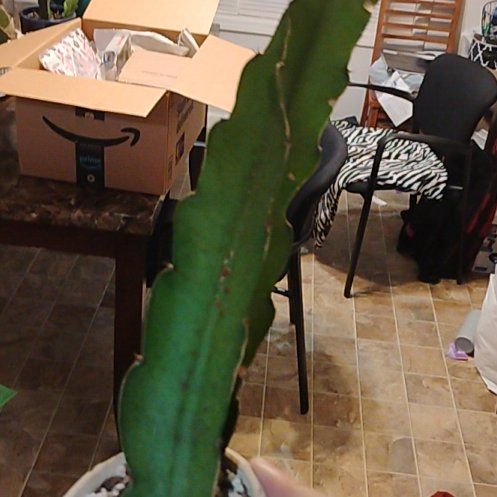 Photo of the plant species Macho Milano by @BT1 named Terra on Greg, the plant care app