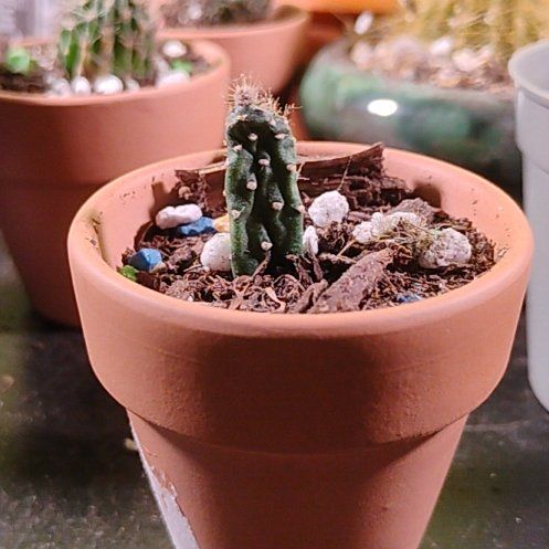 Photo of the plant species Cobra Cactus by @BT1 named Outlaw on Greg, the plant care app