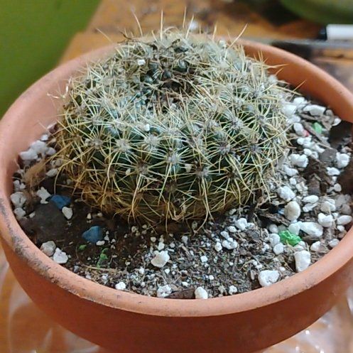 Photo of the plant species Notocactus elegans by @BT1 named Ellie on Greg, the plant care app