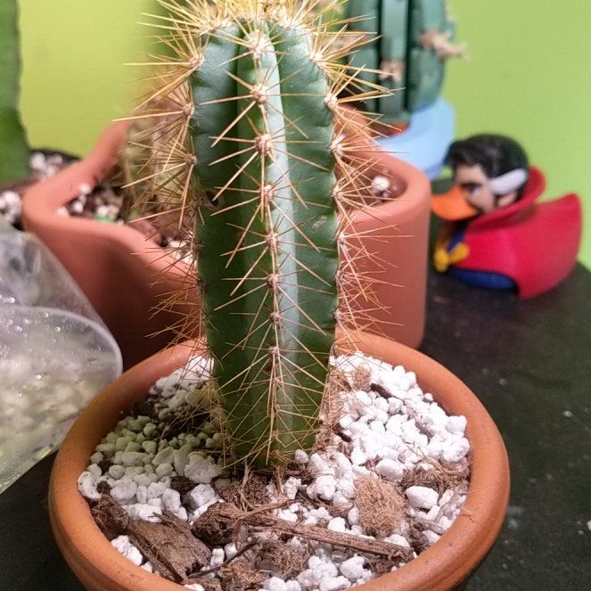 Photo of the plant species Blue Torch Cactus by @BT1 named Spike on Greg, the plant care app