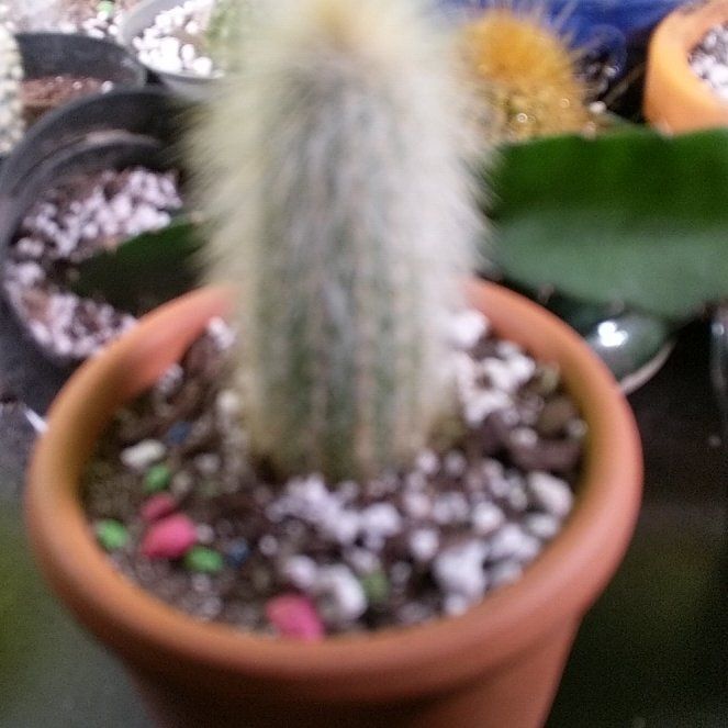 Photo of the plant species Silver Torch Cactus by @BT1 named Fuzzball on Greg, the plant care app