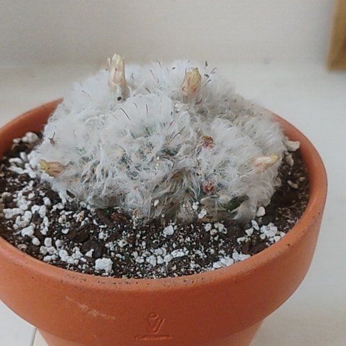 Photo of the plant species Powder Puff Cactus by @BT1 named Oscar on Greg, the plant care app