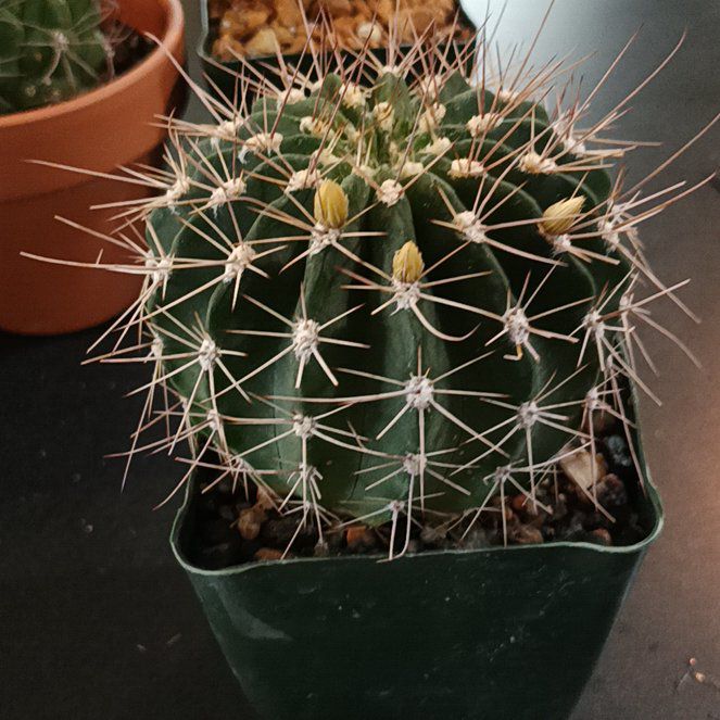 Photo of the plant species Acanthocalycium by @BT1 named Totem on Greg, the plant care app