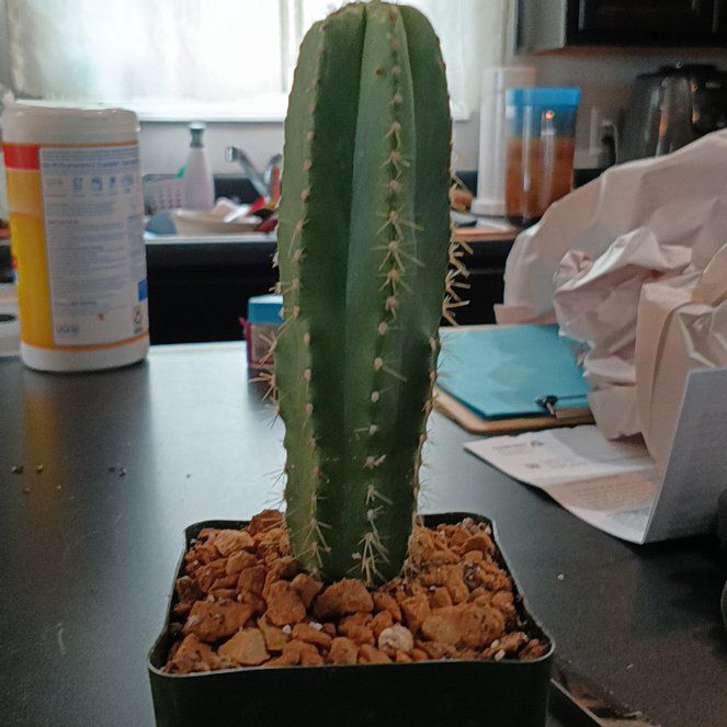 Photo of the plant species Isolatocereus dumortieri by @BT1 named Cleopatra on Greg, the plant care app