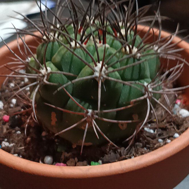 Photo of the plant species Giant Chin Cactus by @BT1 named Gobi on Greg, the plant care app