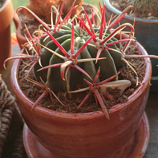 Photo of the plant species Devil's Tongue Barrel Cactus by @BT1 named Tree Diddy on Greg, the plant care app