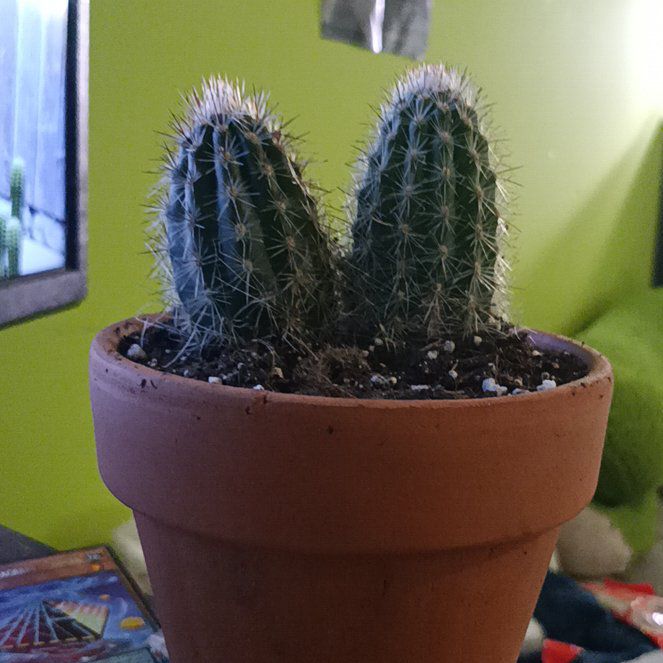 Photo of the plant species Espostoa senilis by @BT1 named Lavender on Greg, the plant care app