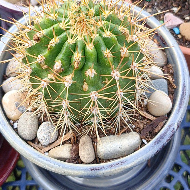 Photo of the plant species Trichocereus grandiflorus Hybrid by @BT1 named Diana on Greg, the plant care app