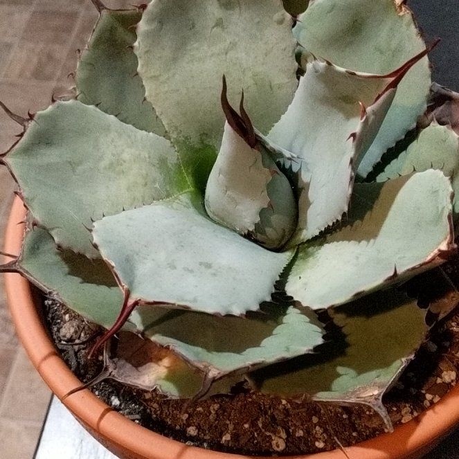 Photo of the plant species Artichoke Agave by @BT1 named Agave parryi on Greg, the plant care app