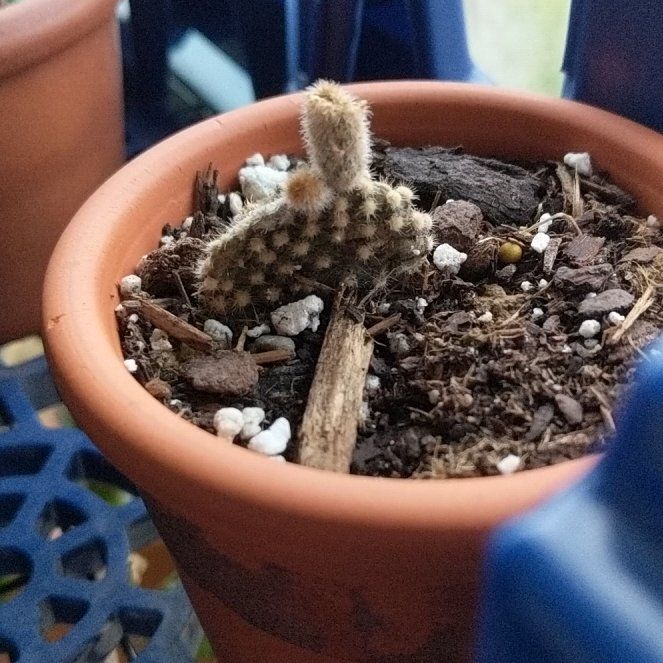 Photo of the plant species Bunny Ears Cactus 'Honey Mike' by @BT1 named Opuntia microdasys 'Honey Mike' on Greg, the plant care app