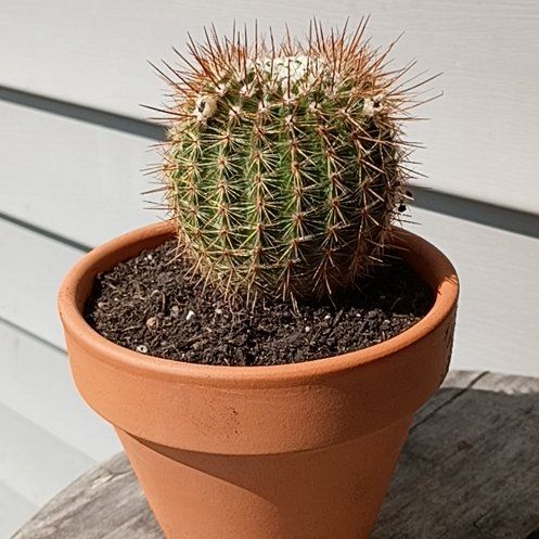 Photo of the plant species Cinnamon Cactus by @BT1 named Parodia schlosseri on Greg, the plant care app