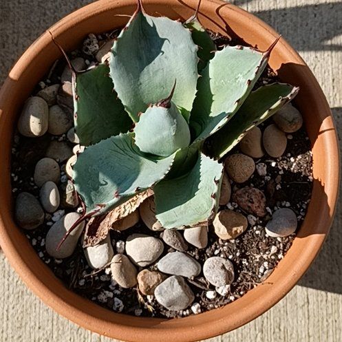 Photo of the plant species Artichoke Agave by @BT1 named Agave parryi on Greg, the plant care app
