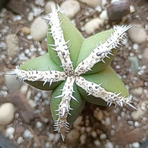 Photo of the plant species Mexican Fence Post Cactus by @BT1 named Pachycereus maginatus on Greg, the plant care app