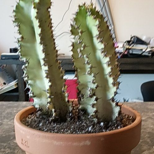 Photo of the plant species Variegated African Candelabra by @BT1 named Euphorbia ammak on Greg, the plant care app