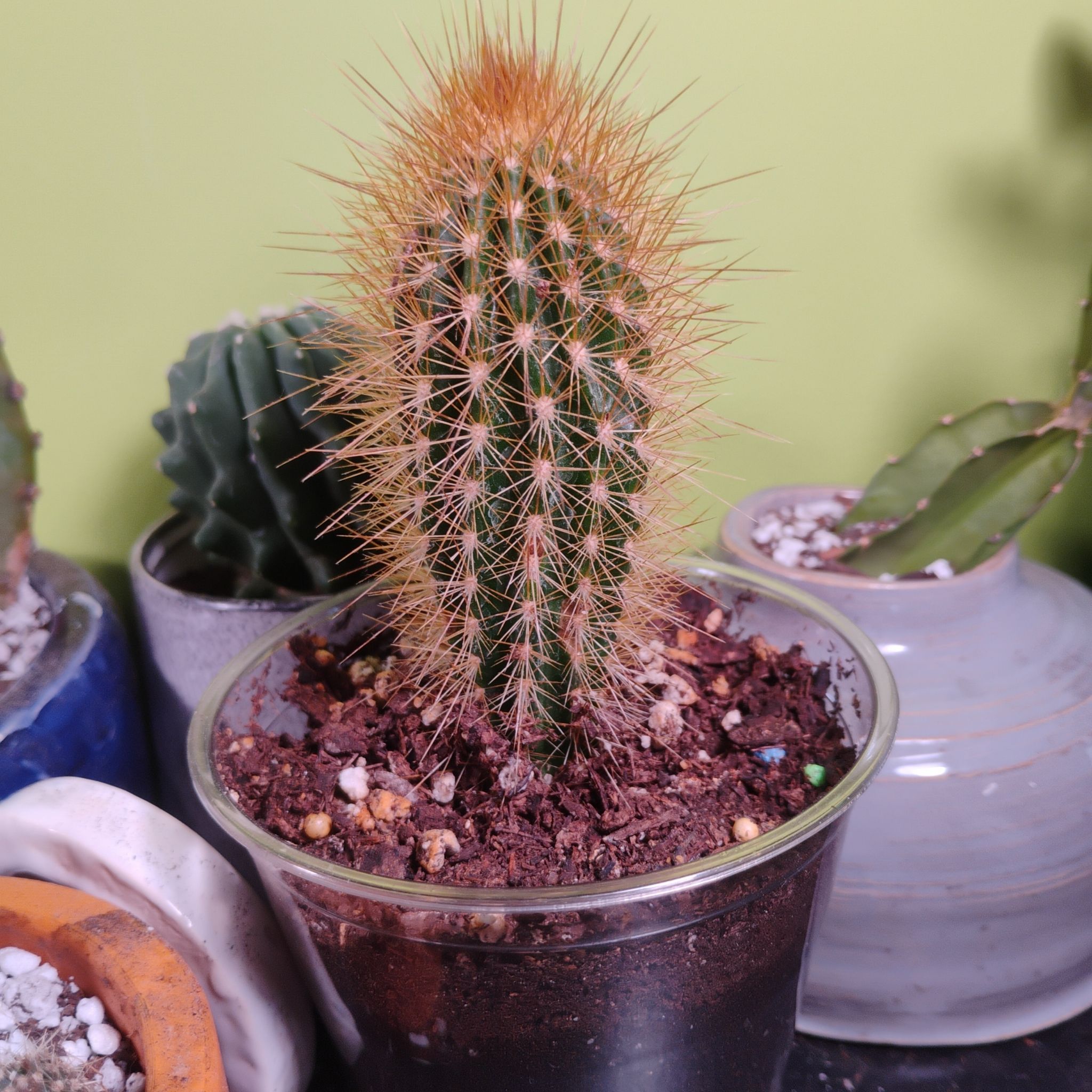 Photo of the plant species Austrocephalocereus estevesii by @BT1 named Aristotle on Greg, the plant care app