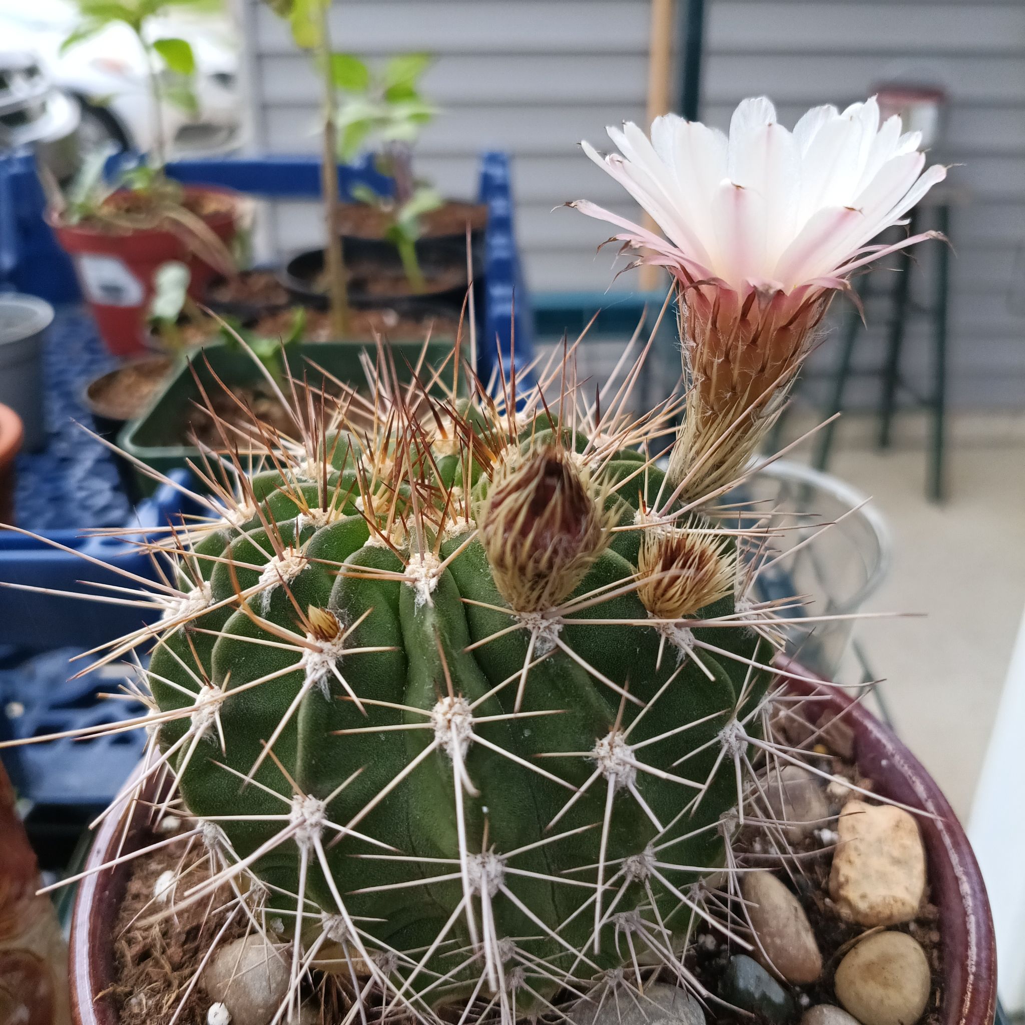 Photo of the plant species Acanthocalycium by @BT1 named Totem on Greg, the plant care app