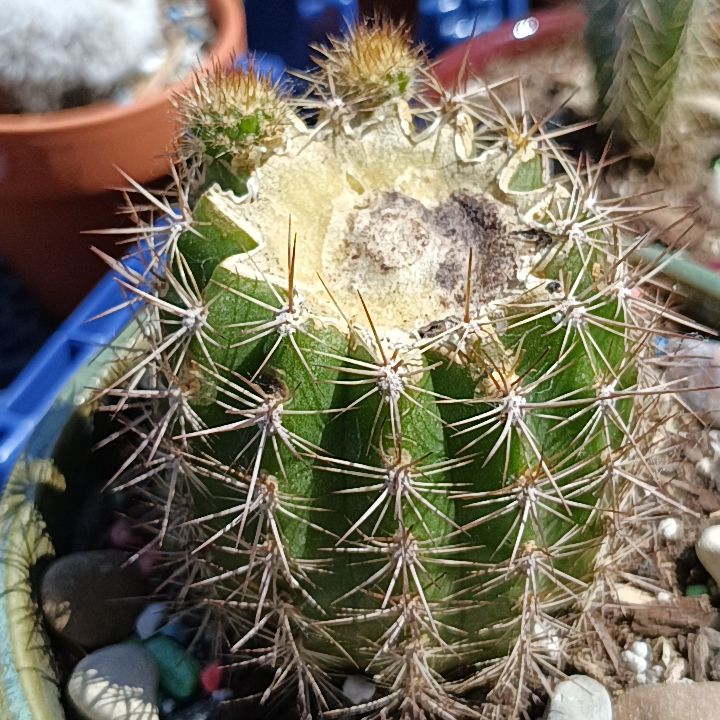 Photo of the plant species Torch Cactus by @BT1 named Superior Cacti on Greg, the plant care app