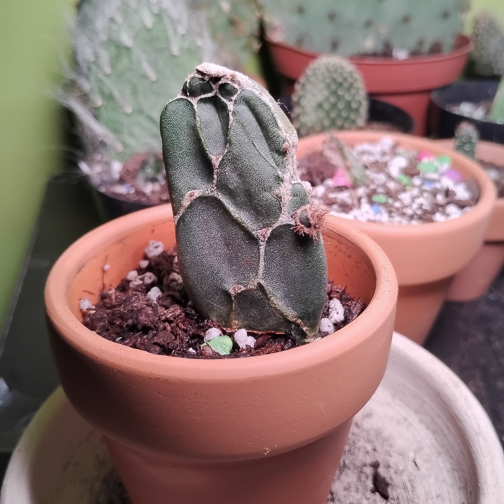 Photo of the plant species Cobra Cactus by @BT1 named Misfit on Greg, the plant care app