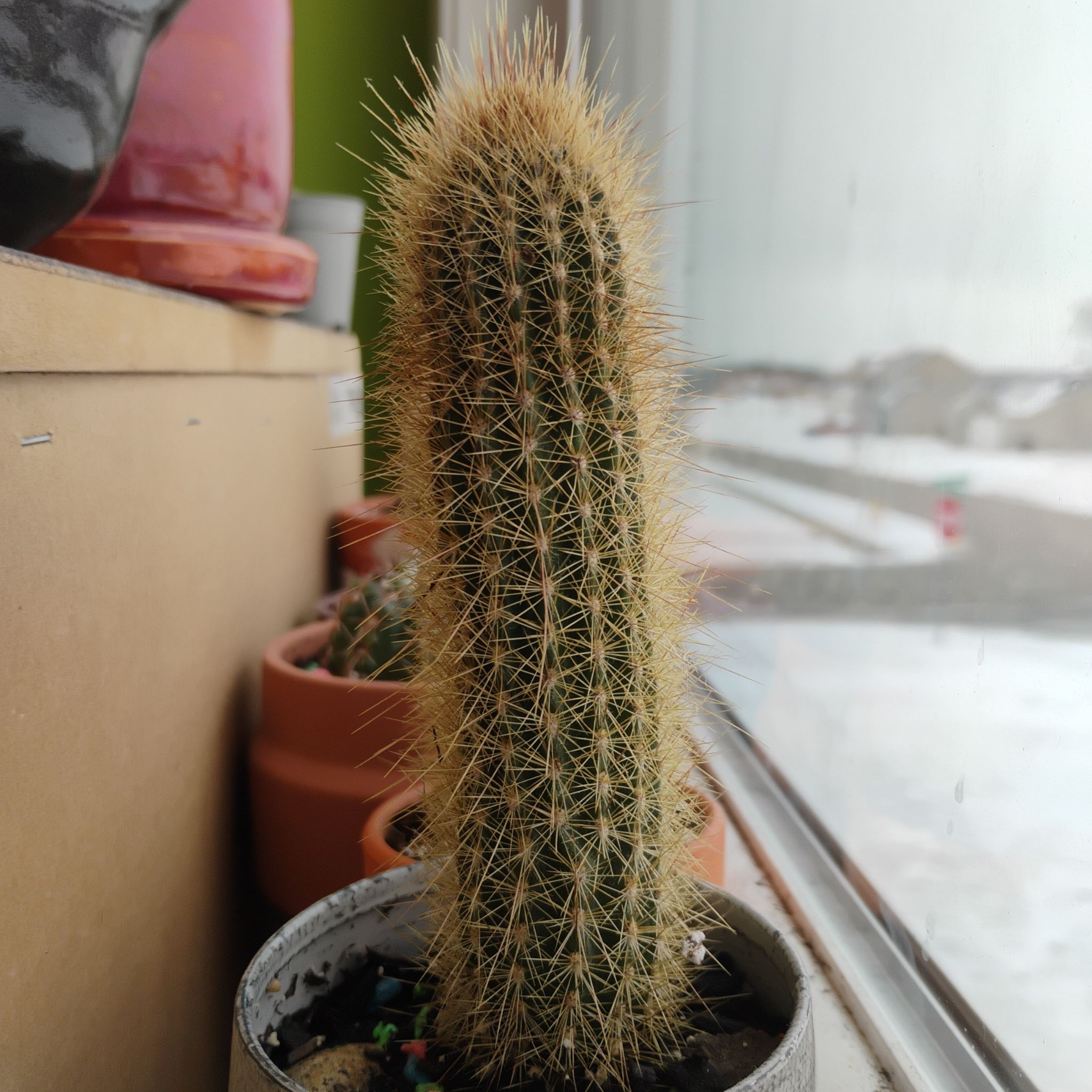 Photo of the plant species Pilosocereus chrysacanthus by @BT1 named Jet on Greg, the plant care app
